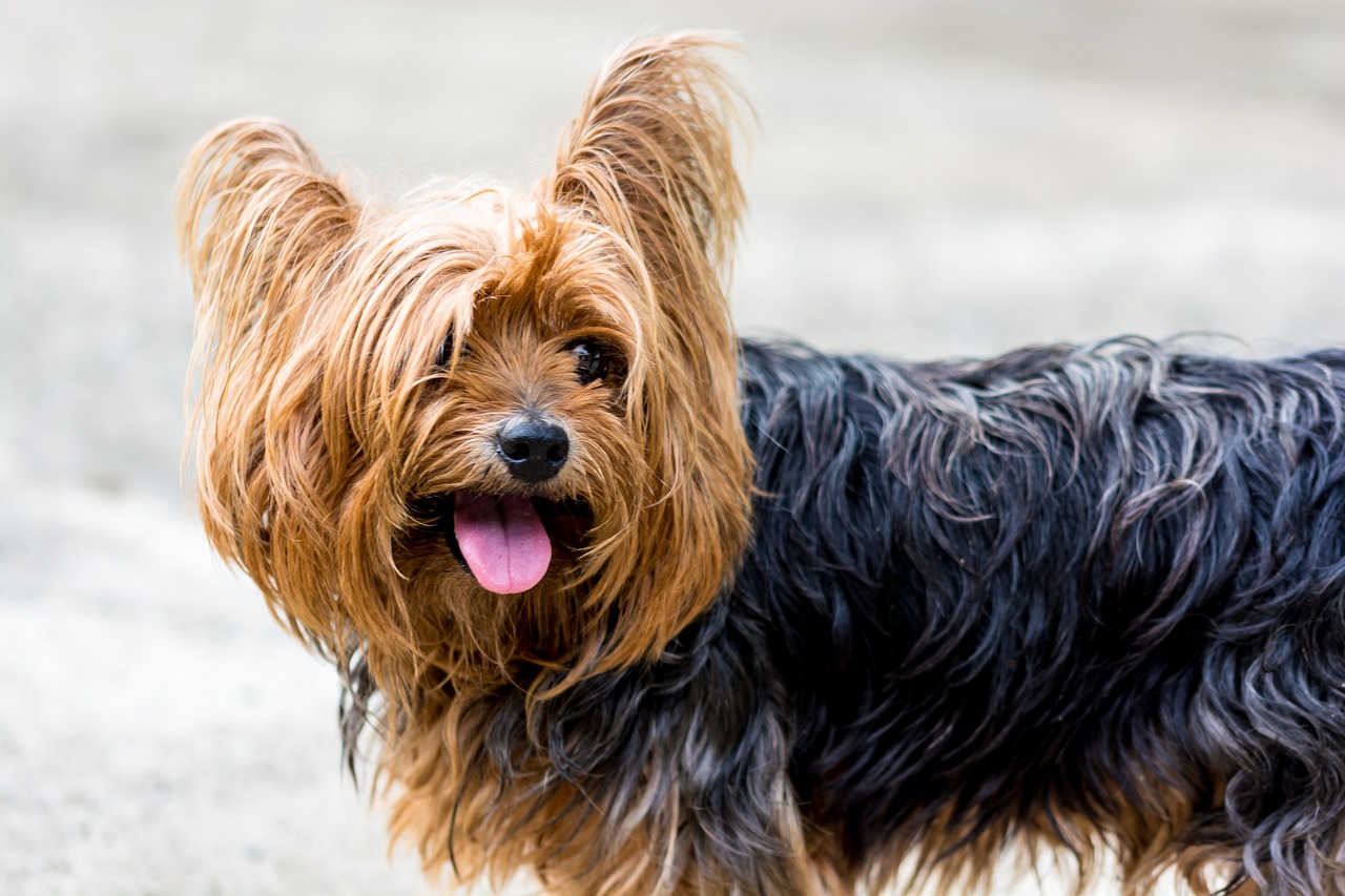 The Distinct Features of Australian Terriers